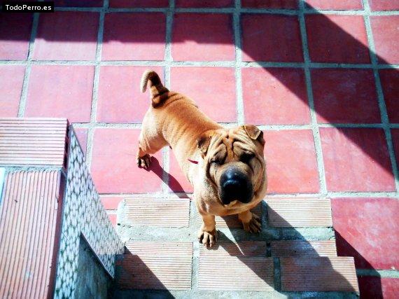 La foto del perro