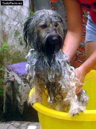 La foto del perro
