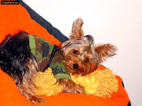 La foto del perro