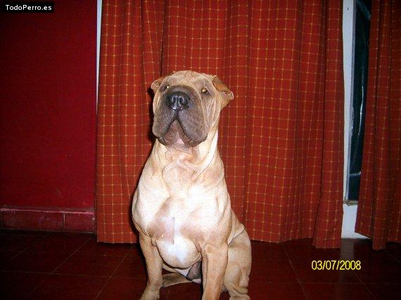 La foto del perro
