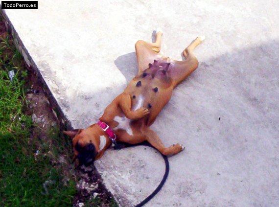 La foto del perro