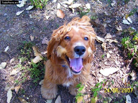 La foto del perro