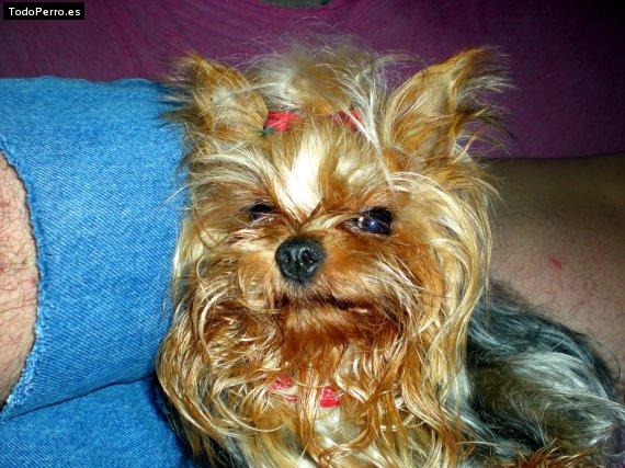La foto del perro