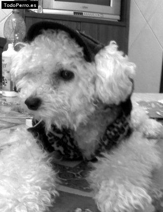 La foto del perro