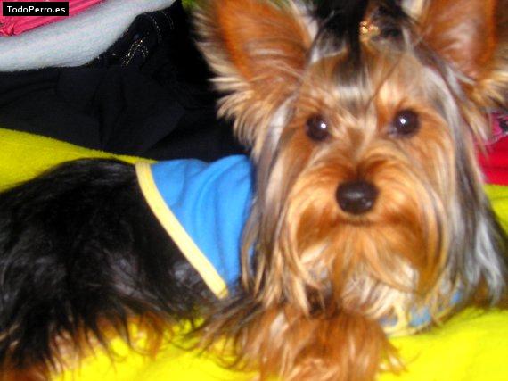 La foto del perro