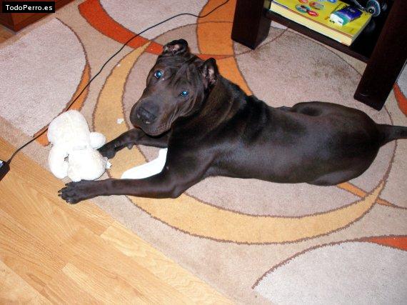 La foto del perro
