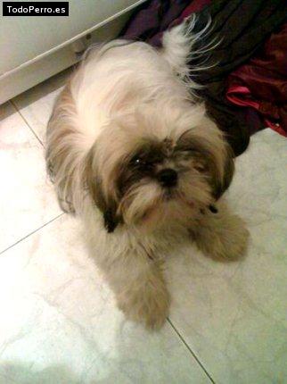 Foto del perro Jack