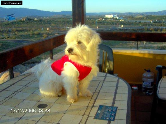 La foto del perro