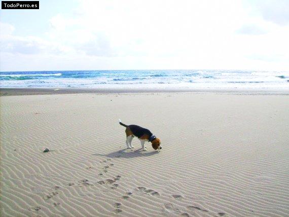 La foto del perro