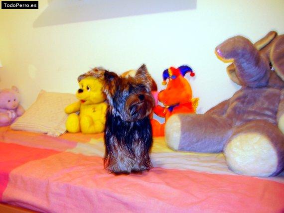 La foto del perro