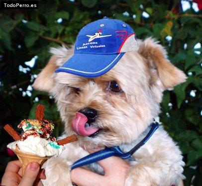 La foto del perro