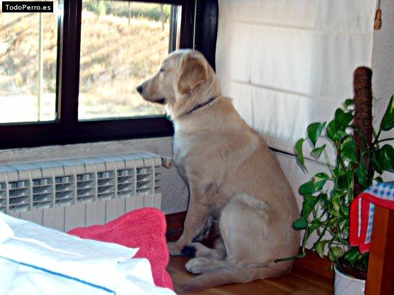 La foto del perro