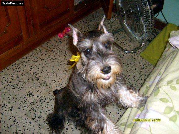 La foto del perro