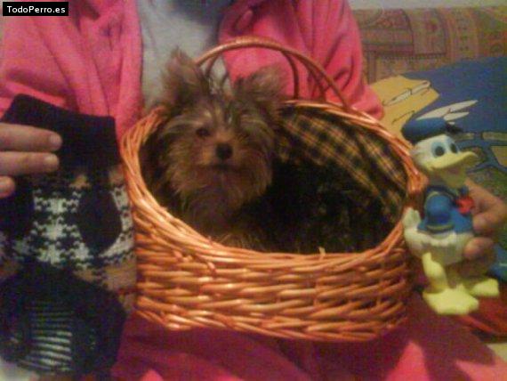 La foto del perro