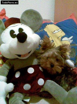 La foto del perro