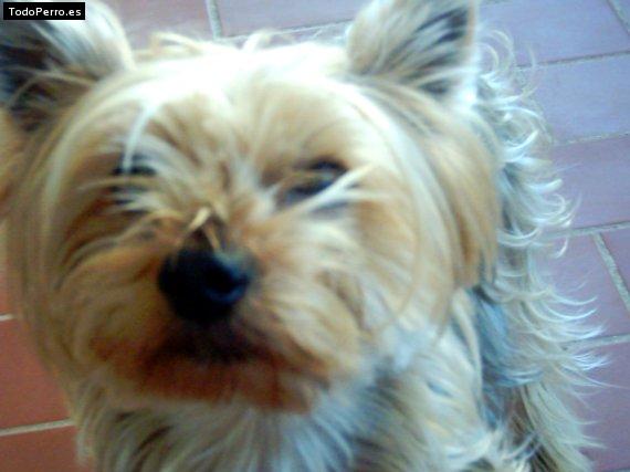 La foto del perro
