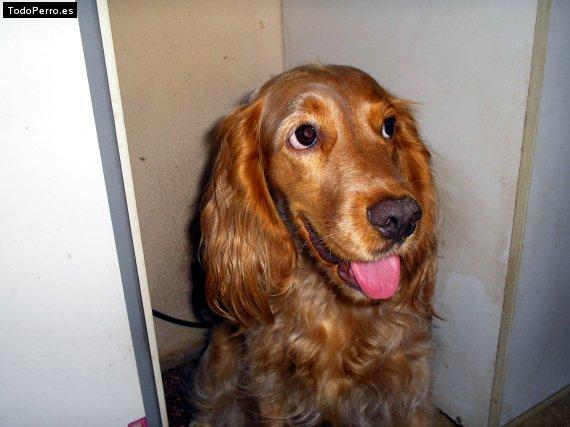 La foto del perro