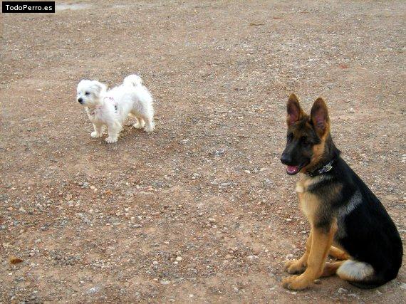 La foto del perro
