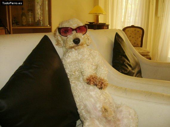 La foto del perro