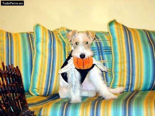 La foto del perro