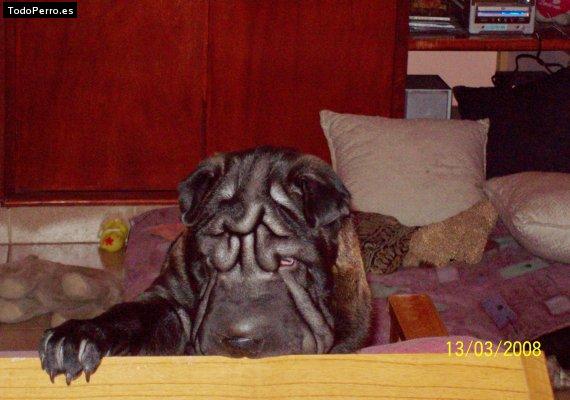 La foto del perro