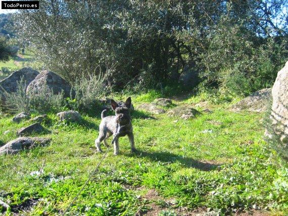 La foto del perro