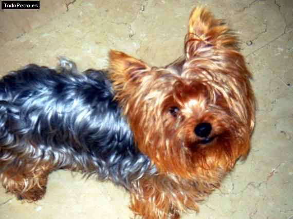 Foto del perro Gody