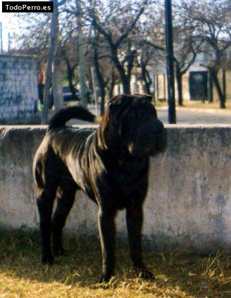 La foto del perro