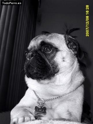 La foto del perro