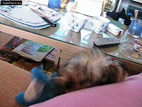 La foto del perro