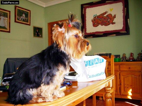 La foto del perro