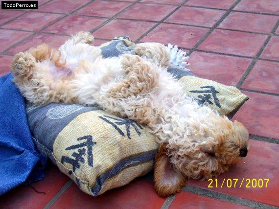 La foto del perro