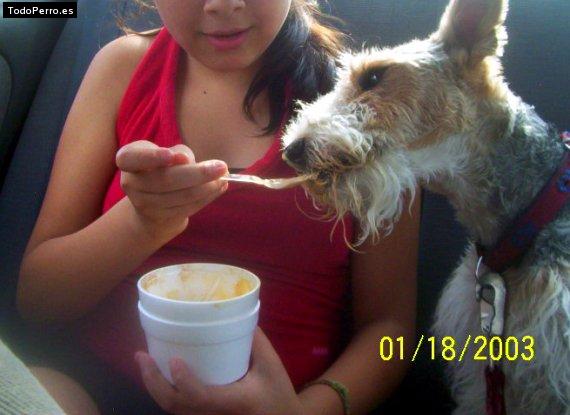 La foto del perro