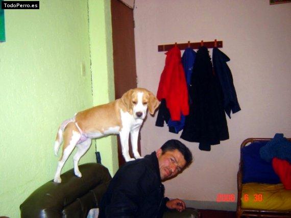 La foto del perro