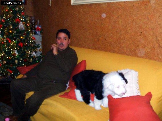 La foto del perro