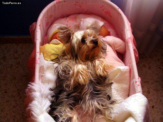 La foto del perro