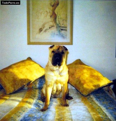 La foto del perro