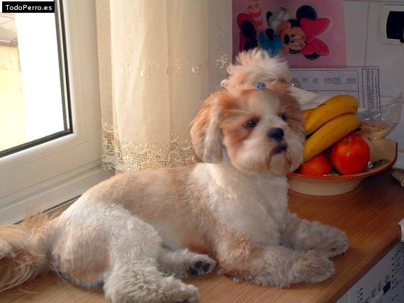 La foto del perro