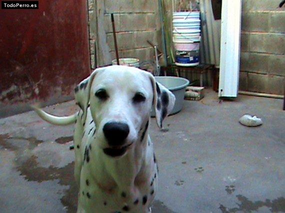 La foto del perro