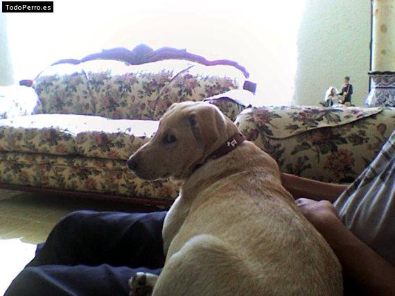 La foto del perro