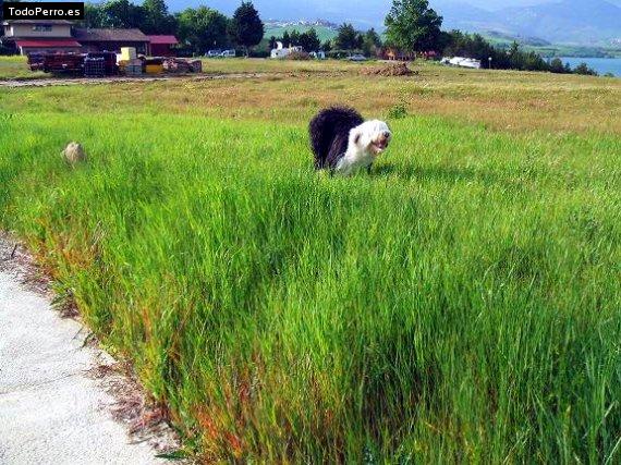 La foto del perro
