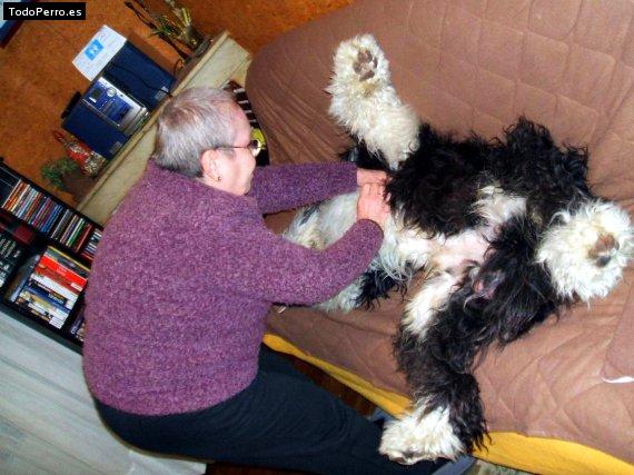 La foto del perro