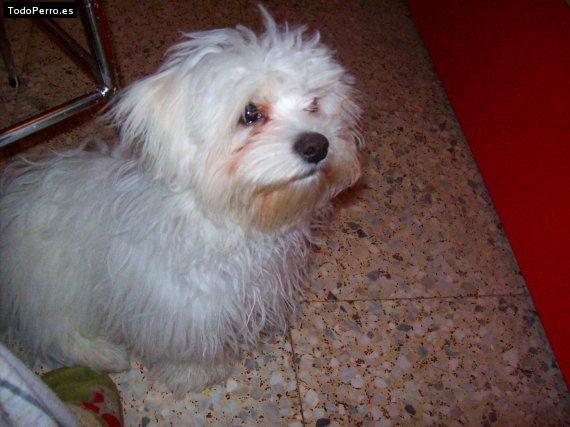 La foto del perro