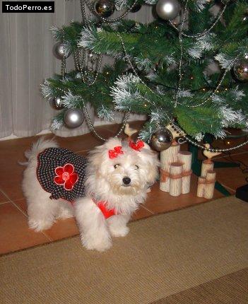 La foto del perro
