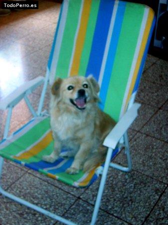 La foto del perro