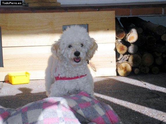 La foto del perro