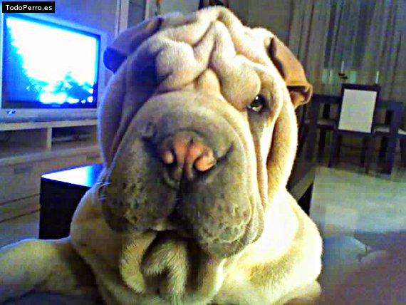 La foto del perro