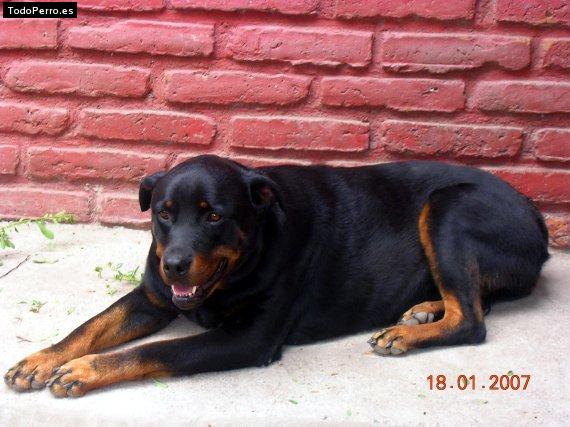 La foto del perro