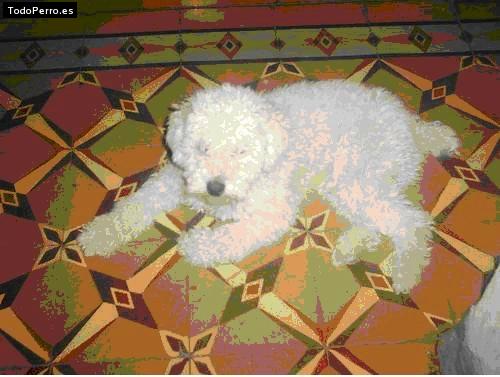 La foto del perro