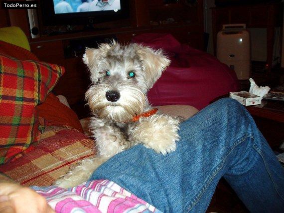 La foto del perro